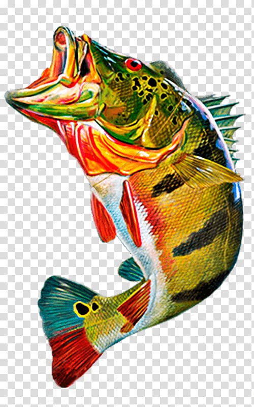 Cichla ocellaris Peacock bass Fly fishing , Fishing transparent background PNG clipart