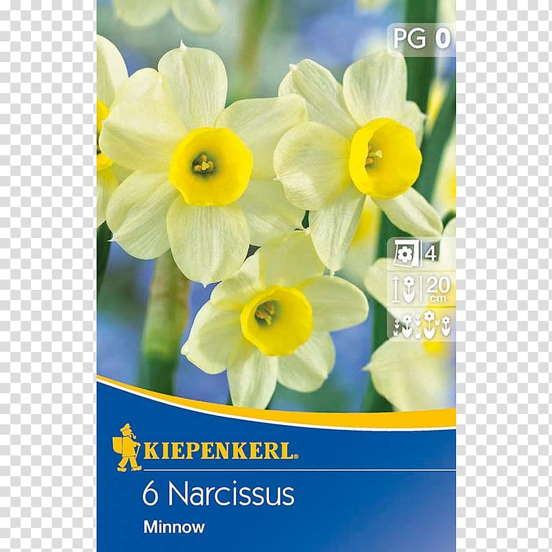 Narcissus Yellow Bunch-flowered daffodil Petal Flora, narcissus transparent background PNG clipart