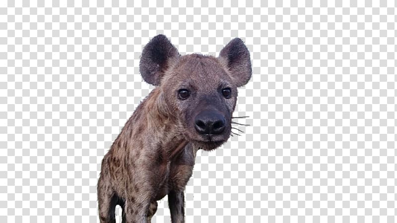 Hyena Terrestrial animal Wildlife Snout, hyena transparent background PNG clipart