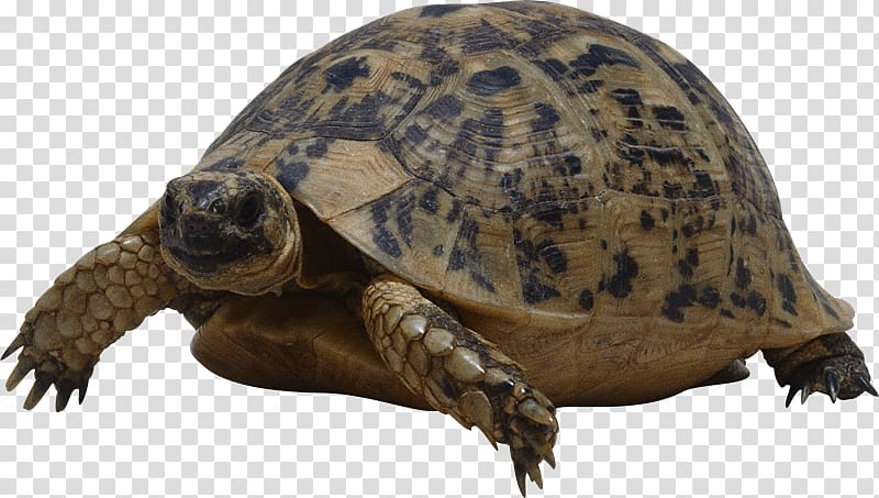 Turtle Giant tortoise, tortuga transparent background PNG clipart