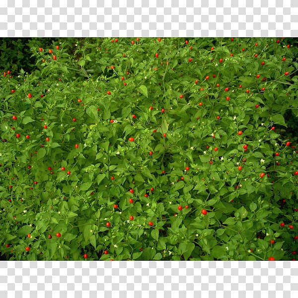 Capsicum annuum var. glabriusculum Pequin pepper Cayenne pepper Tabasco pepper Chili pepper, plant transparent background PNG clipart