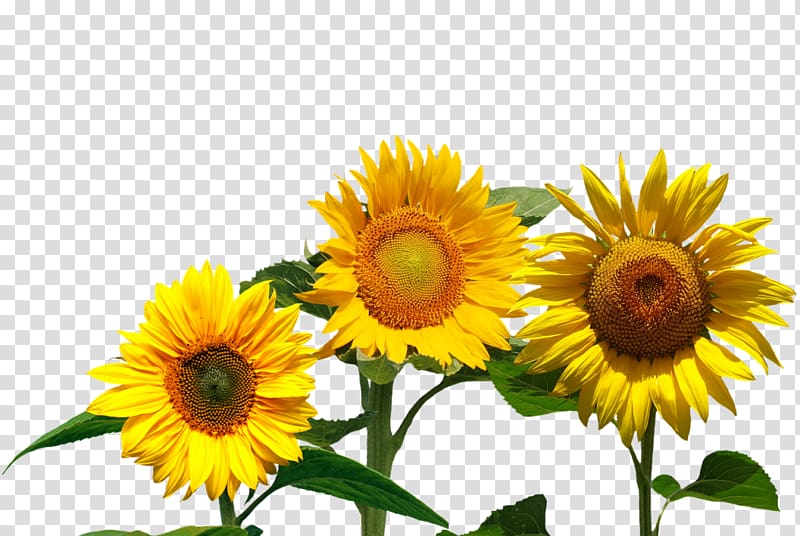 Common sunflower Flowerevolution: Blooming into Your Full Potential with the Magic of Flowers, yellow sun summer transparent background PNG clipart