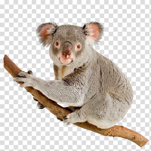 Koala Australia Bear Wildlife, koala transparent background PNG clipart
