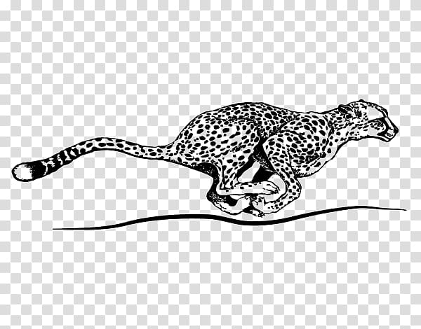 Cheetah Cougar Jaguar Leopard Coloring book, cheetah run transparent background PNG clipart