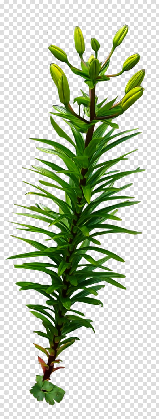 green plant, Desktop Seaweed , plant transparent background PNG clipart