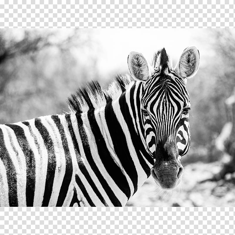 Quagga National Zoological Park Grévy\'s zebra Wildebeest, zebra ...