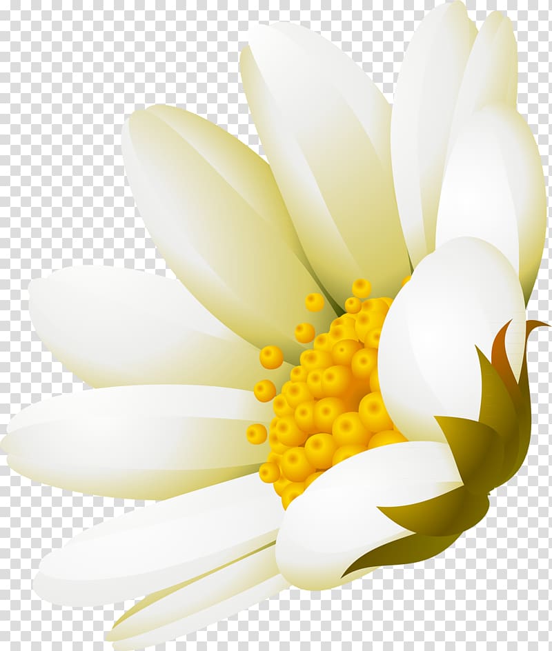 White Flower Advertising DenizBank, camomile transparent background PNG clipart