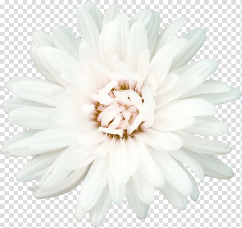 Flower Chamomile White Petal, chrysanthemum transparent background PNG clipart