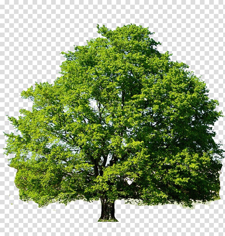 Red maple Sugar maple Tree Japanese maple Quercus shumardii, tree transparent background PNG clipart