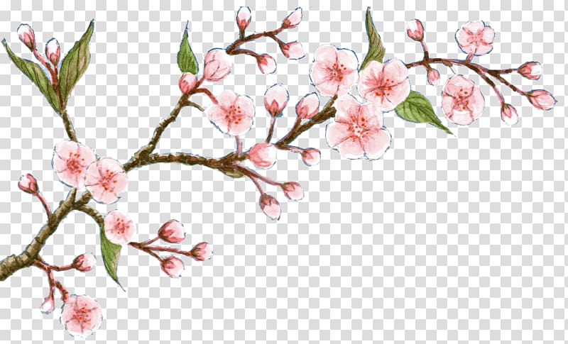 Cherry blossom Flower Oil Soap, cherry blossom transparent background PNG clipart