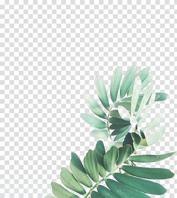 Leaf Watercolor painting Arecaceae, Watercolor Leaves, green leaves transparent background PNG clipart