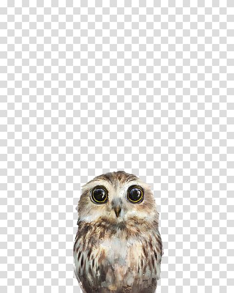 Little owl Amy Hamilton Design + Illustration Poster Art, owl transparent background PNG clipart