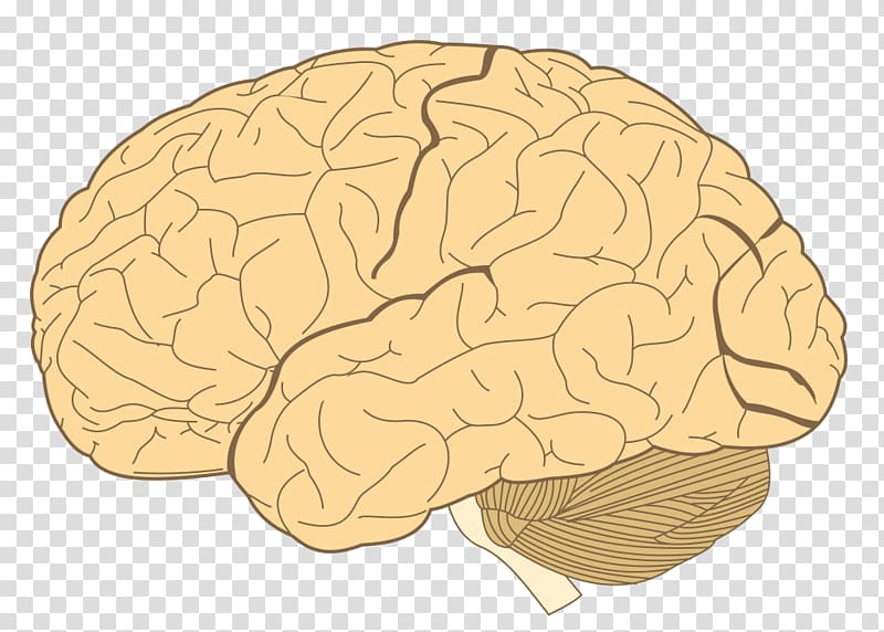 Lobes of the brain Parietal lobe Temporal lobe Frontal lobe, Brain transparent background PNG clipart