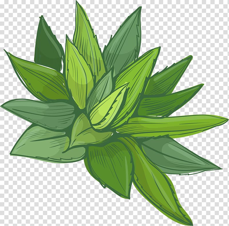 green plant illustration, Aloe vera Euclidean Plant Pharmaceutical drug, A whole aloe vera transparent background PNG clipart