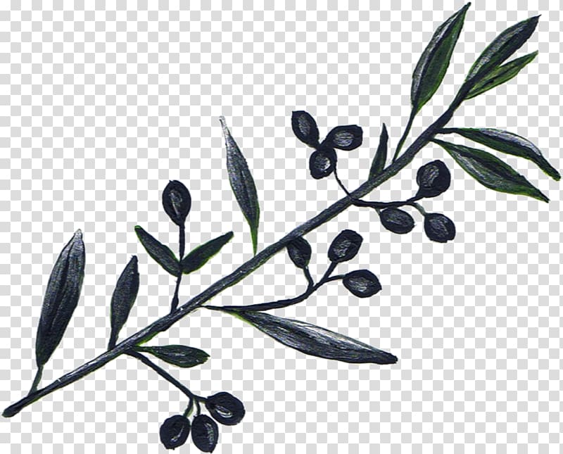 Olive oil Tree Olive branch, olive transparent background PNG clipart
