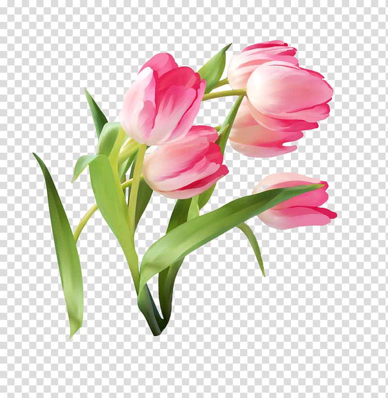 Tulip Flower, Gouache tulip material transparent background PNG clipart