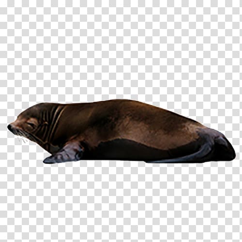 Sea lion Earless seal , lion transparent background PNG clipart