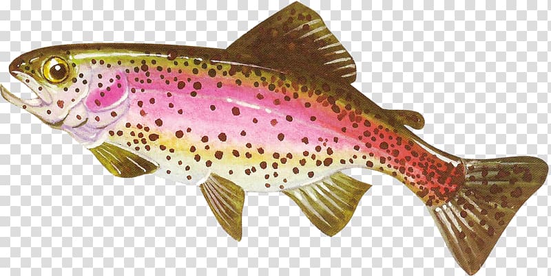 Coastal cutthroat trout Salmon Freshwater fish, fish transparent background PNG clipart