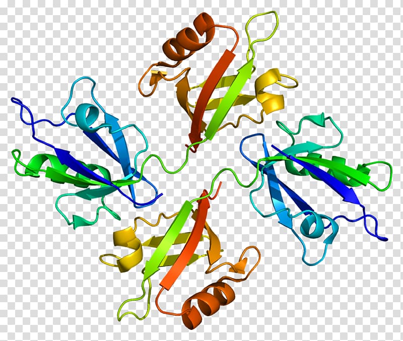 Syntenin-1 TGF beta 1 SOX4 Protein TGF beta receptor, others transparent background PNG clipart