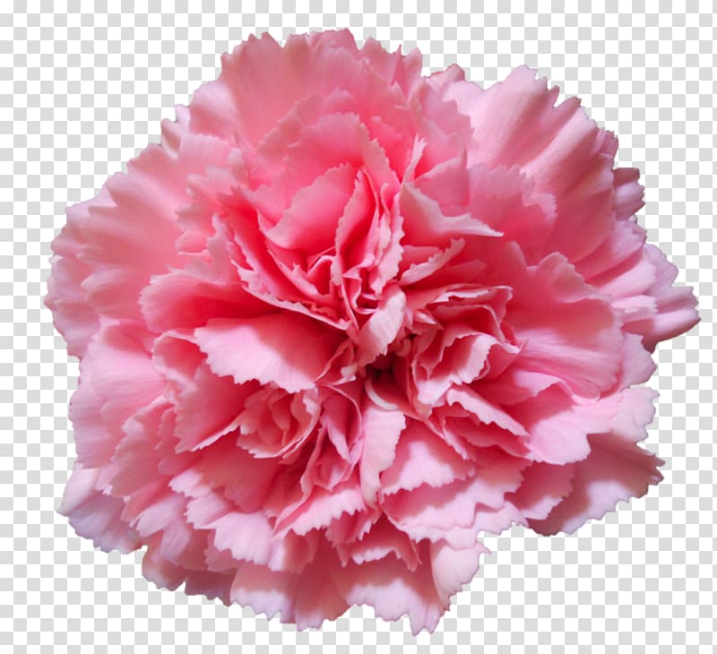 Carnation Flower Pink , hand drawn flowers transparent background PNG clipart