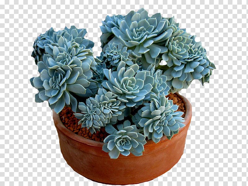 Succulent plant Echeveria Jade plant Haworthia Cactaceae, flower transparent background PNG clipart