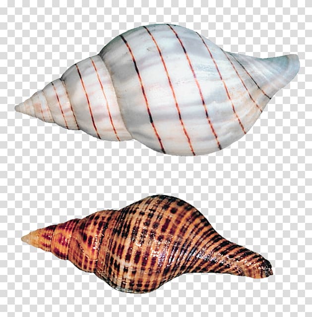 two seashells illustration, , Sea Snails Shells transparent background PNG clipart
