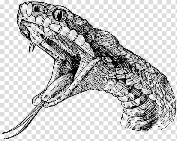 Rattlesnake Vipers Drawing , snake transparent background PNG clipart