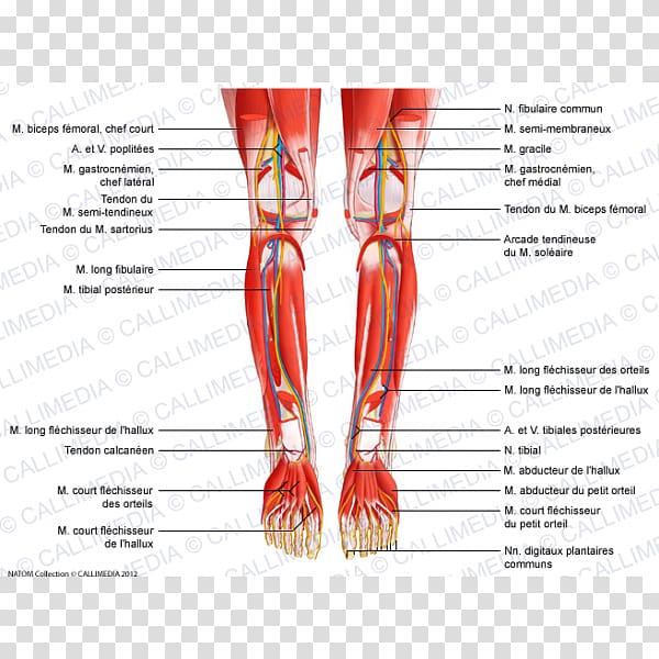 Tibialis posterior muscle Peroneus longus Tibialis anterior muscle Knee, Popliteal Artery transparent background PNG clipart