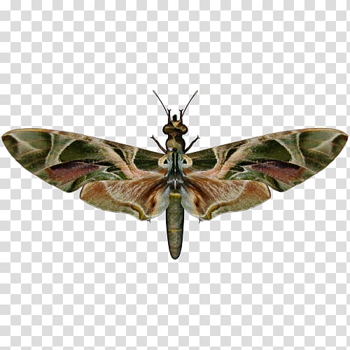 Brush-footed butterflies Butterfly Oleander hawk-moth Insect, butterfly transparent background PNG clipart