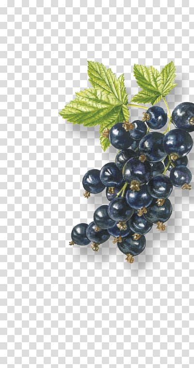 Grape Zante currant Organic food Bilberry Blackcurrant, black currant transparent background PNG clipart