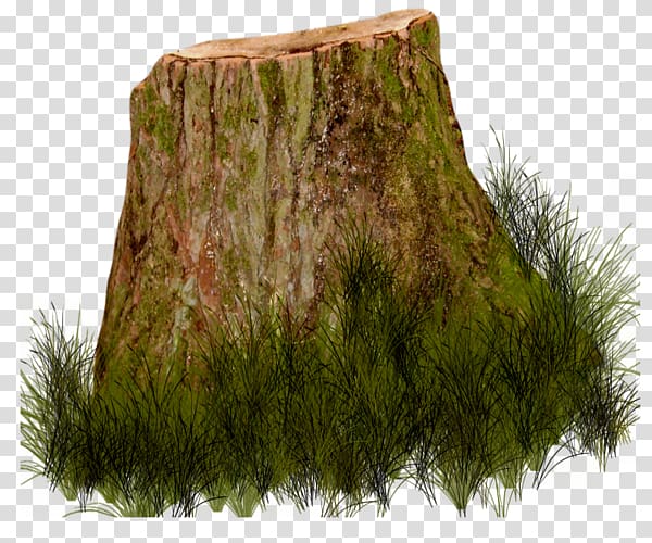 Tree stump Trunk , center transparent background PNG clipart