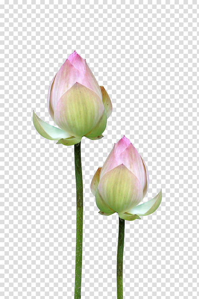 two pink petaled flower buds, Flower Bud Petal, Lotus flower buds transparent background PNG clipart