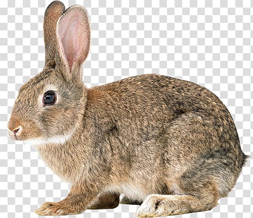 rabbit transparent background PNG clipart