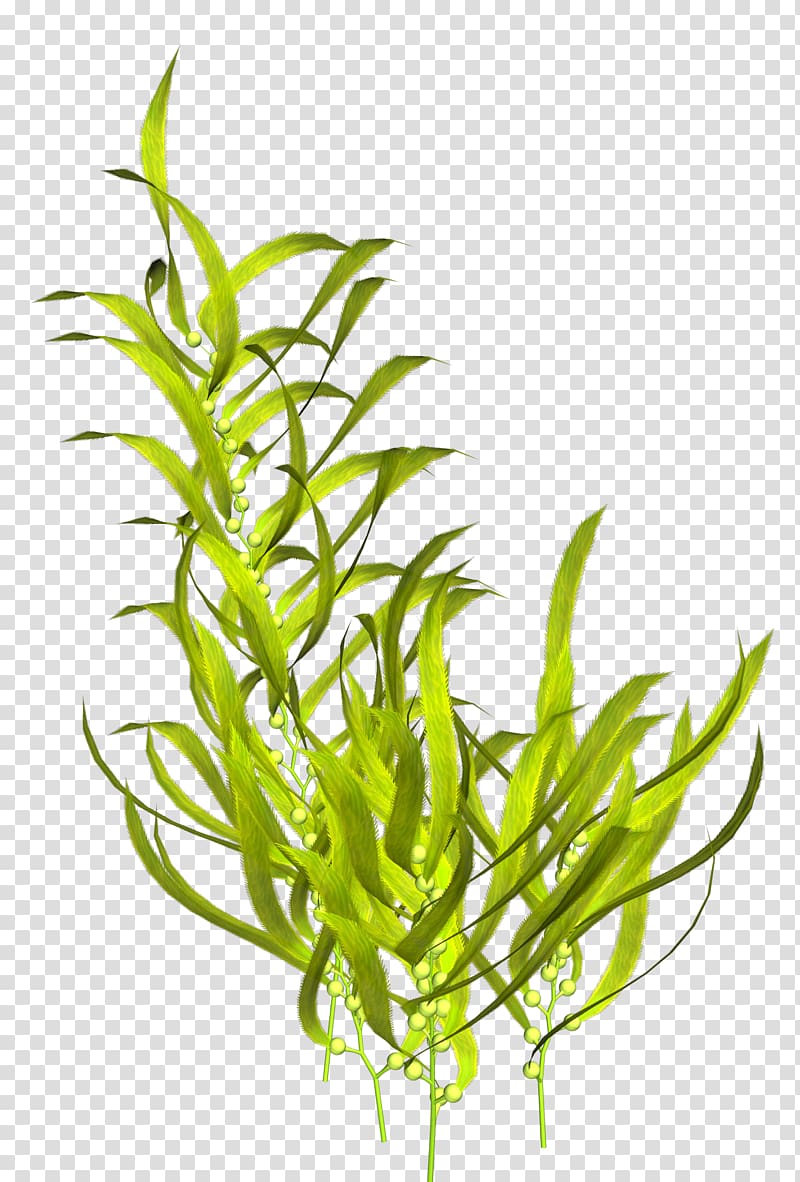 green leafed plant illustration, Seaweed Aquatic Plants , coral transparent background PNG clipart