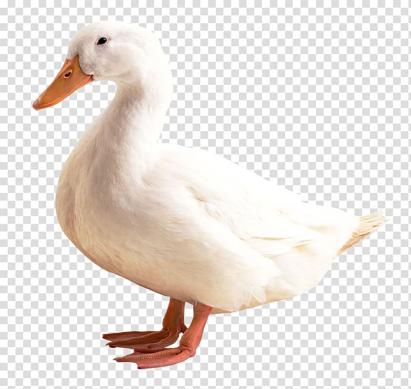 duck, Duck American Pekin, Duck transparent background PNG clipart