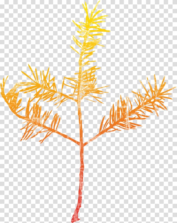 Spruce Twig Leaf Plant stem, others transparent background PNG clipart