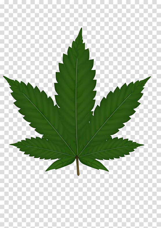 Cannabis sativa Leaf , Cannabis transparent background PNG clipart