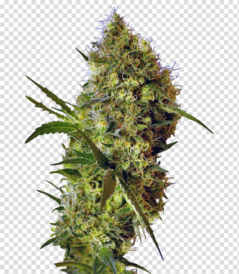 Autoflowering cannabis Genetics Devil Seed Hybrid, cones transparent background PNG clipart