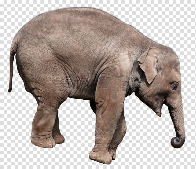 Elephants transparent background PNG clipart