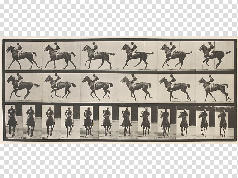 Horse Animal locomotion grapher Art, horse transparent background PNG clipart