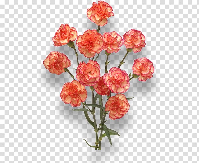 Carnation Cut flowers Orange Red, burgundy flowers transparent background PNG clipart