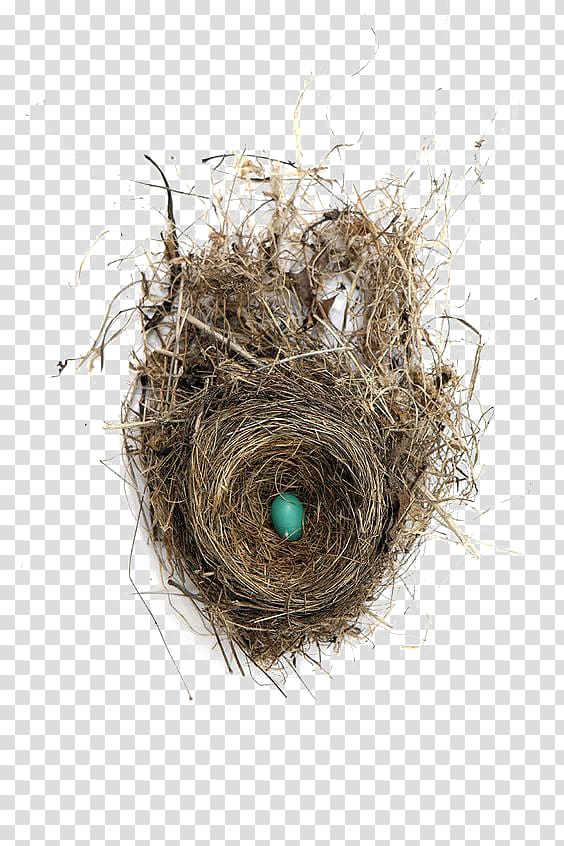 Edible birds nest Edible birds nest Bird nest Egg, Creative Nest transparent background PNG clipart