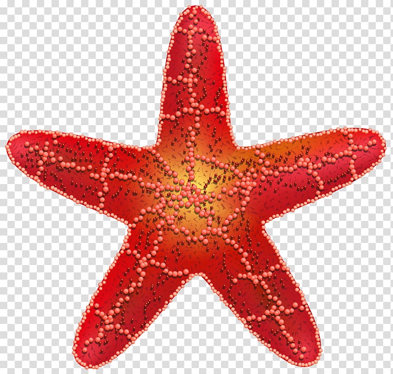 Starfish transparent background PNG clipart