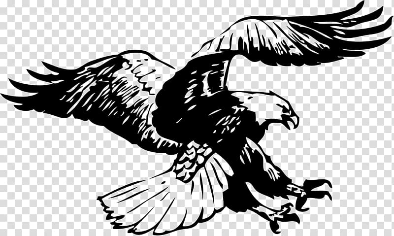 black bald eagle flying , Bald Eagle Black-and-white hawk-eagle Black and white , Eagle transparent background PNG clipart