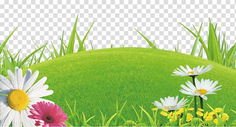 Shangyu Library Lawn Domain name registrar WHOIS, Lawn flowers transparent background PNG clipart