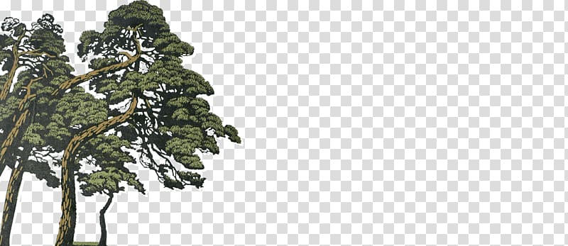 Pine Spruce Fir Evergreen Temperate coniferous forest, forest transparent background PNG clipart