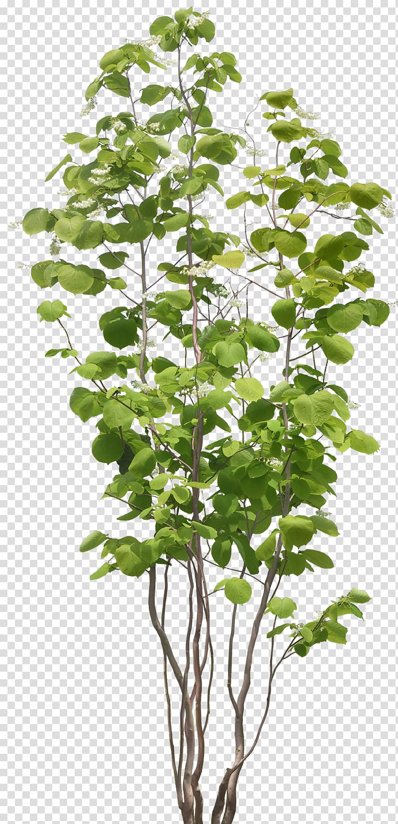 green leafed plant, Populus nigra Tree Plant, bushes transparent background PNG clipart