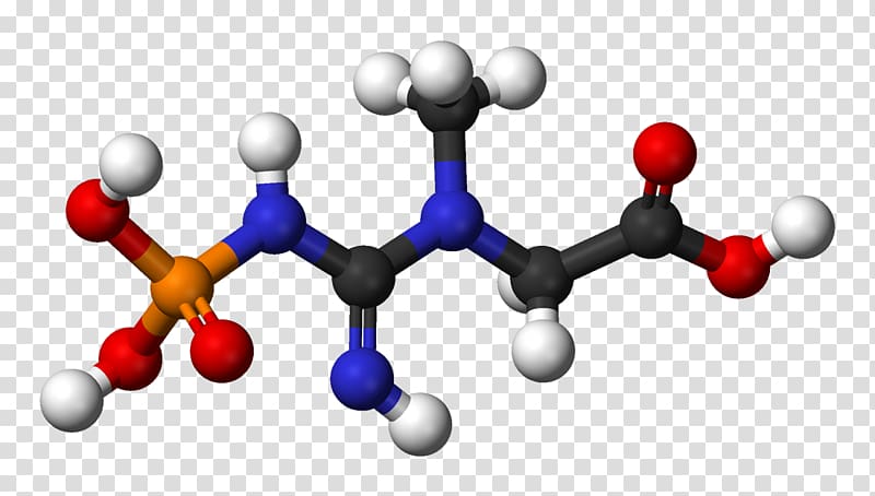 Dietary supplement Phosphocreatine Creatine supplements Adenosine triphosphate, scientific modeling transparent background PNG clipart