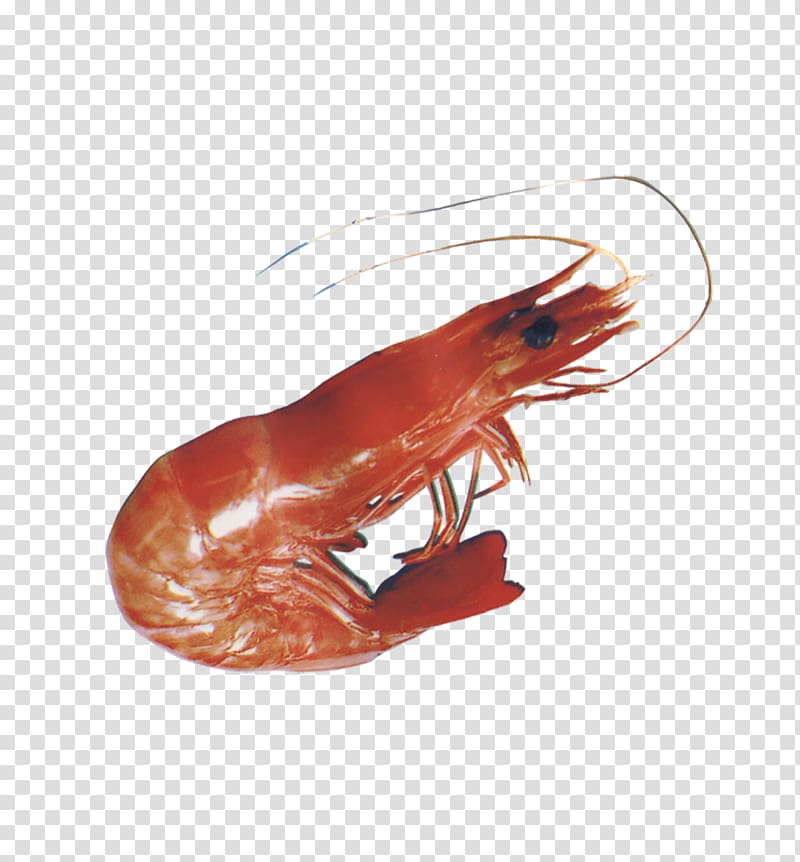 American lobster Homarus gammarus Seafood Caridea, lobster transparent background PNG clipart