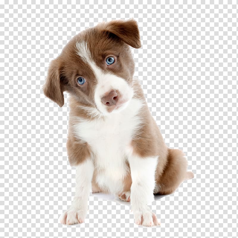 short-coated brown and white puppy, Puppy Rough Collie Cat Pet fence Veterinarian, cute dog transparent background PNG clipart